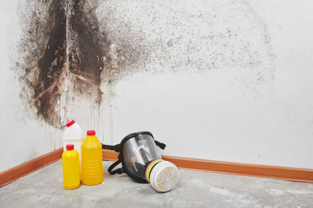 Best Certified Mold Removal  in Gooding, ID