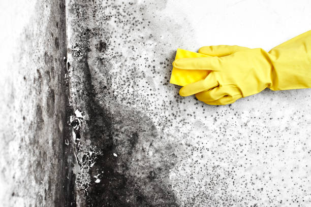 Best Best Mold Removal Companies  in Gooding, ID