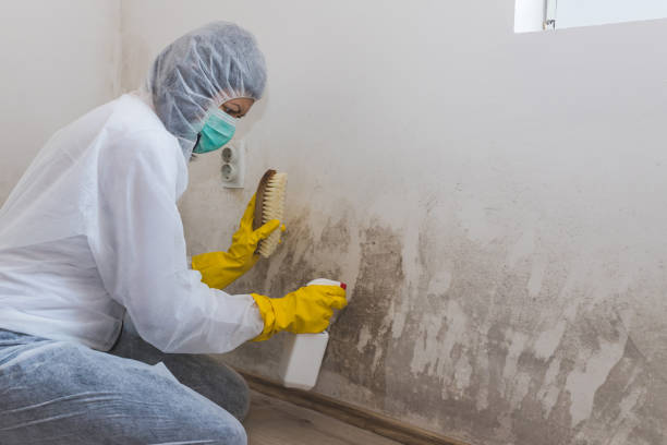 Best Certified Mold Removal  in Gooding, ID