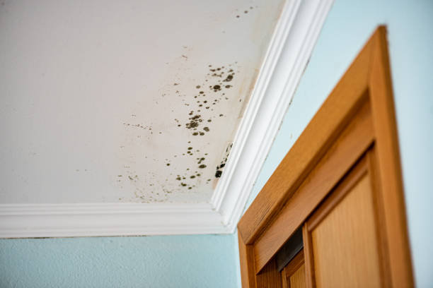 Best Mold Testing  in Gooding, ID