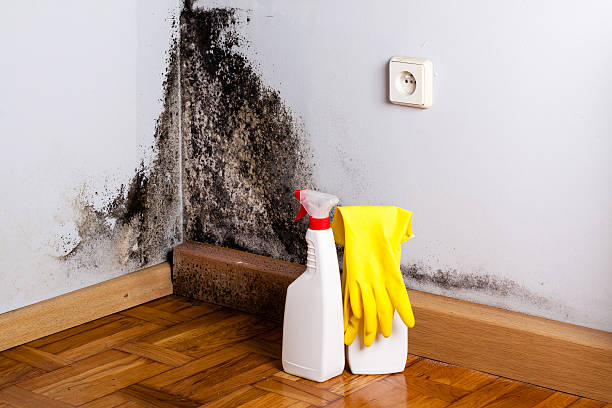 Best Mold Testing  in Gooding, ID
